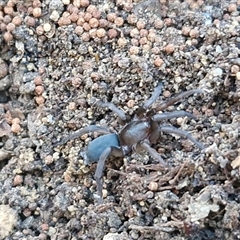 Gnaphosidae (family) at Goulburn, NSW - 31 Aug 2025 by trevorpreston