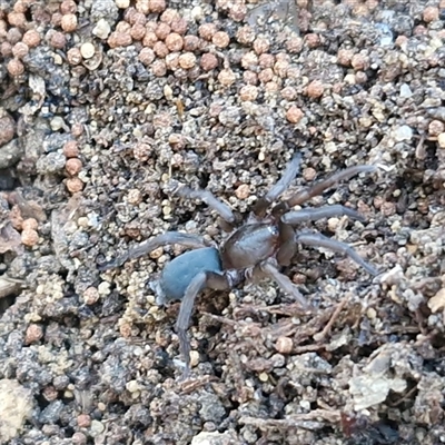 Gnaphosidae (family) at Goulburn, NSW - 31 Aug 2025 by trevorpreston