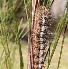 Aglaosoma variegata (Patterned Notodontid (Notodontidae) at Penrose, NSW - 31 Aug 2025 by Aussiegall