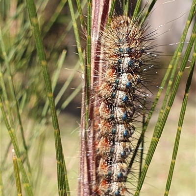 Aglaosoma variegata (Patterned Notodontid (Notodontidae) at Penrose, NSW - 31 Aug 2025 by Aussiegall