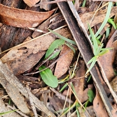 Chiloglottis sp. (A Bird/Wasp Orchid) at Rossi, NSW - 30 Aug 2025 by Csteele4