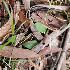 Chiloglottis sp. at Rossi, NSW - suppressed