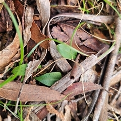 Chiloglottis sp. at Rossi, NSW - suppressed