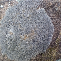 Lichen - crustose at Cooma, NSW - 30 Aug 2025 by mahargiani