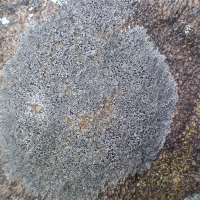 Lichen - crustose at Cooma, NSW - 30 Aug 2025 by mahargiani