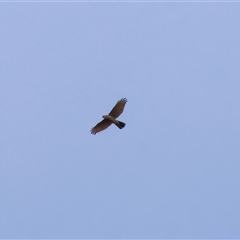 Tachyspiza fasciata (Brown Goshawk) at West Wodonga, VIC - 31 Aug 2025 by KylieWaldon