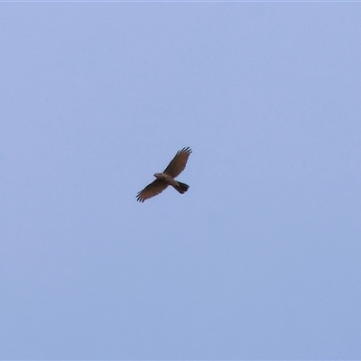 Tachyspiza fasciata (Brown Goshawk) at West Wodonga, VIC - 31 Aug 2025 by KylieWaldon