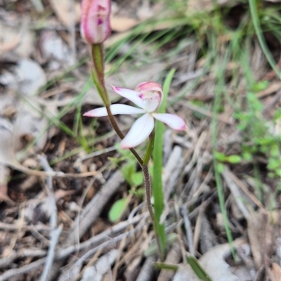 Caladenia sp. at Little Billabong, NSW - 31 Aug 2025 by KDurant