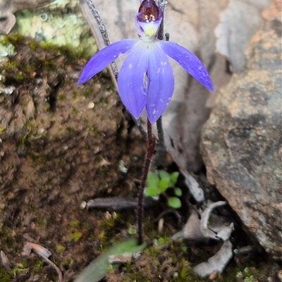 Caladenia caerulea (Blue Fingers, Blue Fairies) at Little Billabong, NSW - 31 Aug 2025 by KDurant