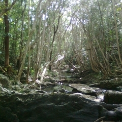 Tristaniopsis exiliflora (kanuka, water gum (tropical Qld)) at Mowbray, QLD - 19 Feb 2012 by JasonPStewart