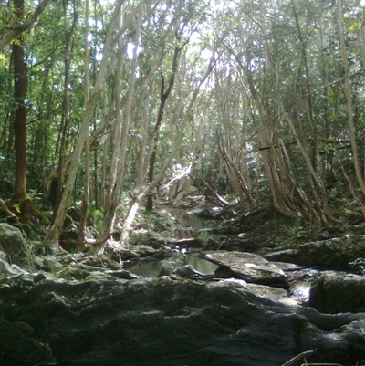 Tristaniopsis exiliflora (kanuka, water gum (tropical Qld)) at Mowbray, QLD - 19 Feb 2012 by JasonPStewart