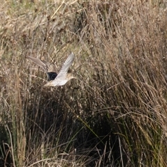 Gallinago hardwickii (Latham's Snipe) at Fyshwick, ACT - 31 Aug 2025 by rawshorty