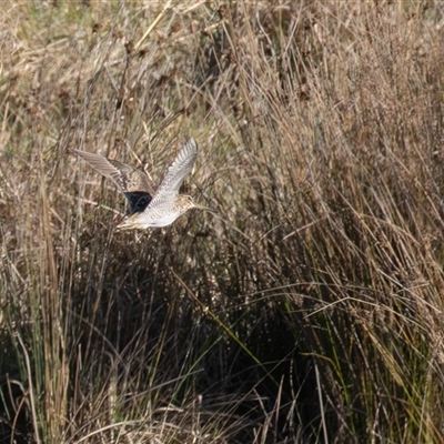 Gallinago hardwickii (Latham's Snipe) at Fyshwick, ACT - 31 Aug 2025 by rawshorty