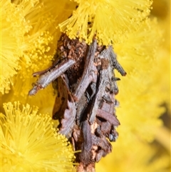 Psychidae (family) IMMATURE (Unidentified case moth or bagworm) at Jerrabomberra, NSW - 31 Aug 2025 by DianneClarke