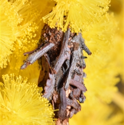Psychidae (family) IMMATURE (Unidentified case moth or bagworm) at Jerrabomberra, NSW - 31 Aug 2025 by DianneClarke