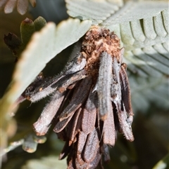 Psychidae (family) IMMATURE (Unidentified case moth or bagworm) at Jerrabomberra, NSW - 31 Aug 2025 by DianneClarke