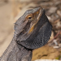 Pogona barbata (Eastern Bearded Dragon) at Acton, ACT - 31 Aug 2025 by TimL