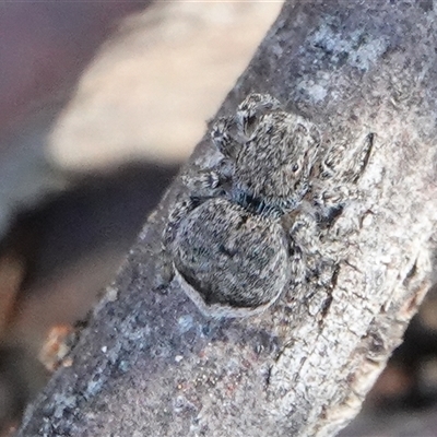 Maratus vespertilio (Bat-like peacock spider) at Hall, ACT - 31 Aug 2025 by Anna123