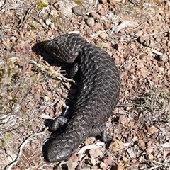 Tiliqua rugosa (Shingleback Lizard) at Hall, ACT - 31 Aug 2025 by Anna123