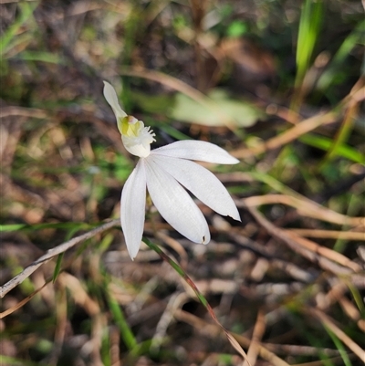 Caladenia catenata (White Fingers) at Sawyers Gully, NSW - 31 Aug 2025 by LeeMears