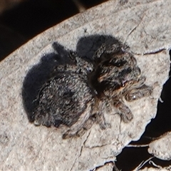 Maratus calcitrans (Kicking peacock spider) at Hall, ACT - 31 Aug 2025 by Anna123