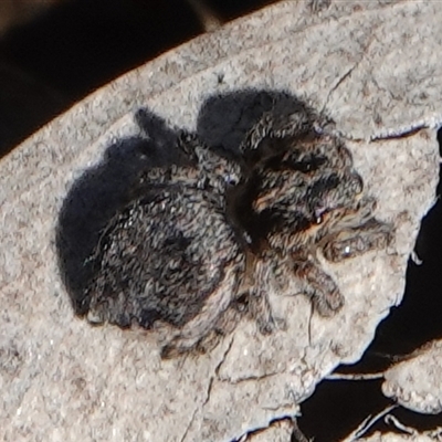 Maratus calcitrans (Kicking peacock spider) at Hall, ACT - 31 Aug 2025 by Anna123