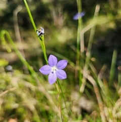 Wahlenbergia sp. at Keinbah, NSW - 31 Aug 2025 by LeeMears