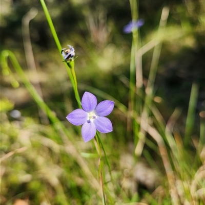 Wahlenbergia sp. at Keinbah, NSW - 31 Aug 2025 by LeeMears