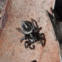 Salpesia (genus) (Salpesia Jumping Spider) at Hall, ACT - 31 Aug 2025 by Anna123