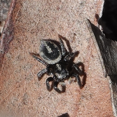 Salpesia (genus) (Salpesia Jumping Spider) at Hall, ACT - 31 Aug 2025 by Anna123