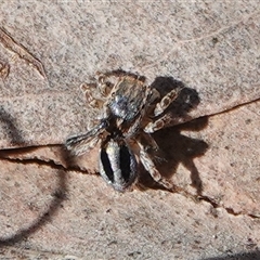 Maratus chrysomelas (Variable Peacock Spider) at Hall, ACT - 31 Aug 2025 by Anna123