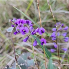 Hardenbegia violacea at Keinbah, NSW - 31 Aug 2025 by LeeMears