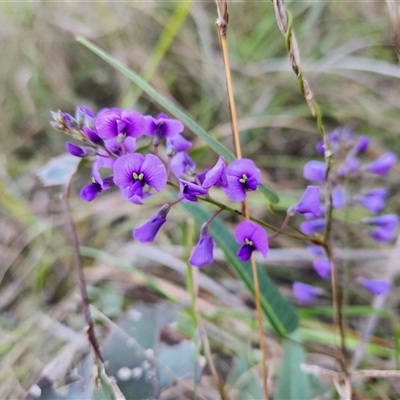 Hardenbegia violacea at Keinbah, NSW - 31 Aug 2025 by LeeMears