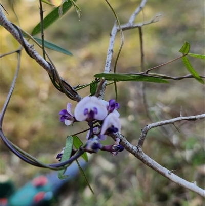 Glycine clandestina at Keinbah, NSW - 31 Aug 2025 by LeeMears