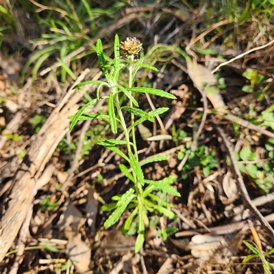 Euchiton sphaericus at Keinbah, NSW - 31 Aug 2025 by LeeMears