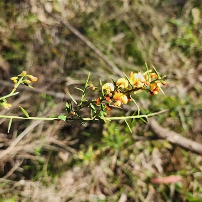 Daviesia ulicifolia at Keinbah, NSW - 31 Aug 2025 by LeeMears