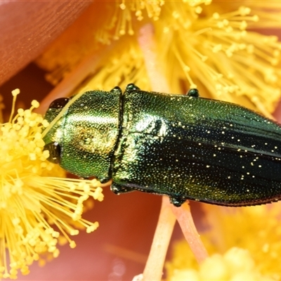 Melobasis obscurella (Obscurella jewel beetle) at Jerrabomberra, NSW - 31 Aug 2025 by DianneClarke