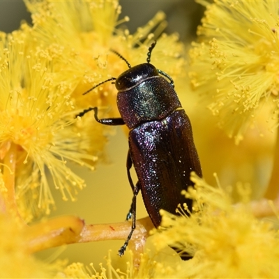 Melobasis thoracica (A jewel beetle) at Jerrabomberra, NSW - 31 Aug 2025 by DianneClarke