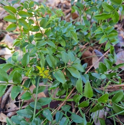 Jasminum officinale (Common Jasmine) at Theodore, ACT - 31 Aug 2025 by VeraKurz