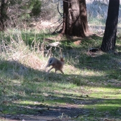 Lepus capensis (Brown Hare) at Kingston, ACT - 31 Aug 2025 by Christine