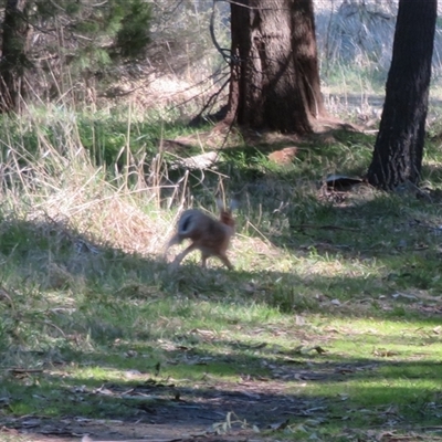 Lepus capensis (Brown Hare) at Kingston, ACT - 31 Aug 2025 by Christine