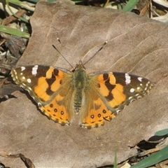 Vanessa kershawi (Australian Painted Lady) at Kingston, ACT - 31 Aug 2025 by Christine