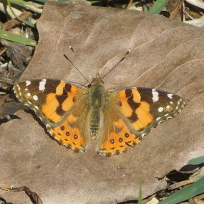 Vanessa kershawi (Australian Painted Lady) at Kingston, ACT - 31 Aug 2025 by Christine