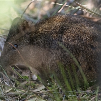 Potorous tridactylus (Long-nosed Potoroo) at Paddys River, ACT - 24 Aug 2025 by patrickcox