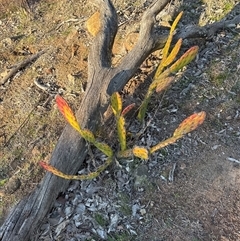 Crassula sieberiana at Kambah, ACT - 31 Aug 2025 by Jaff067