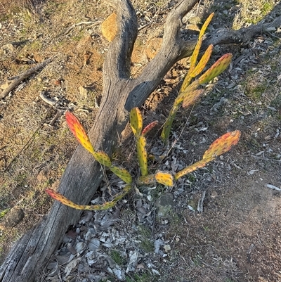 Crassula sieberiana at Kambah, ACT - 31 Aug 2025 by Jaff067