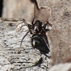 Myrmarachne erythrocephala (Ant-mimic jumping spider) at Hall, ACT - 31 Aug 2025 by Anna123