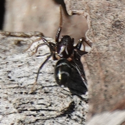 Myrmarachne erythrocephala (Ant-mimic jumping spider) at Hall, ACT - 31 Aug 2025 by Anna123
