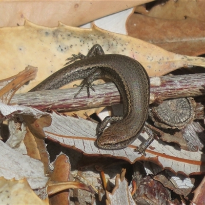 Lampropholis delicata (Delicate Skink) at Acton, ACT - 30 Aug 2025 by Christine
