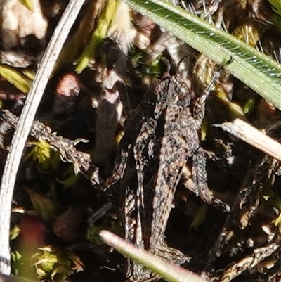 Paratettix australis (A pygmy grasshopper) at Hall, ACT - 31 Aug 2025 by Anna123